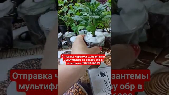 #сад #цветы #хризантема #дача #растения #черенкование #черенки #хризантемы #грядки #youtube#грядки смотреть онлайн