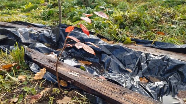 Особенности посадки голубики садовой смотреть онлайн