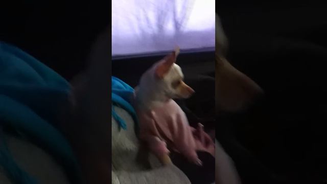 Той терьер Бусинка поет смотреть онлайн