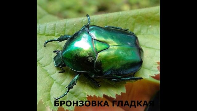 Насекомые красной книги смотреть онлайн