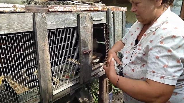 Домашняя птица, породистая птица, гибридная форма птицы. Какая разница? смотреть онлайн