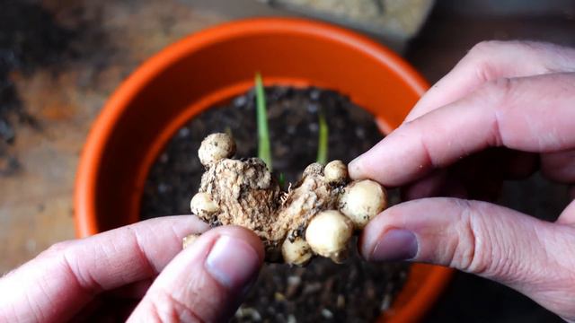 💐Cómo Plantar Calas de Colores / Calla lilie con ÉXITO - Activar Bulbos ✅ смотреть онлайн