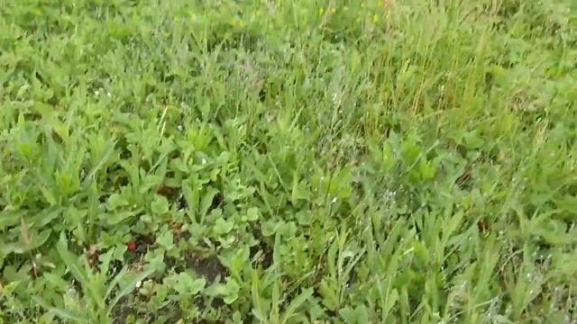 Совёнкина дача 20 - Дотракийское море смотреть онлайн