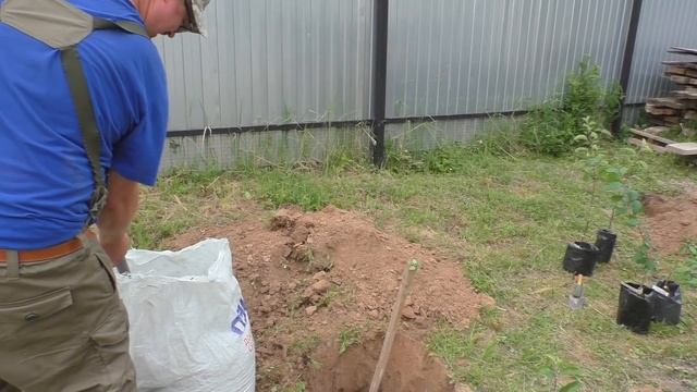 Правила посадки саженцев деревьев или как посадить дерево смотреть онлайн