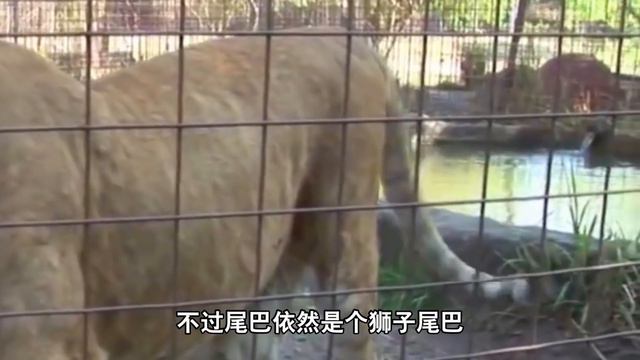 The love crystallization of lion and tiger, liger like lion or tiger? смотреть онлайн