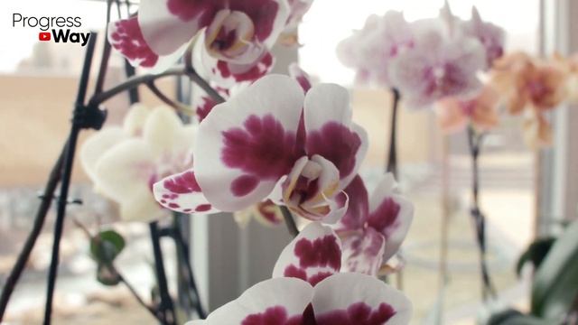 Если Ваш Любимый Цветок Погибает Срочно Погрузите Его В Этот Раствор! Зазеленеет На Глазах! смотреть онлайн