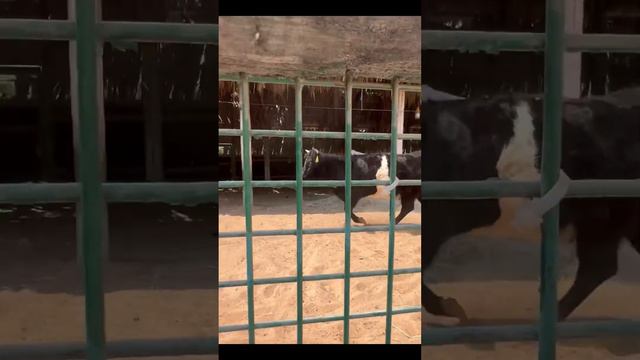 Мы с мамой и папой приехали в Абу Даби и ходили в зоопарк. Видели много разных животных. смотреть онлайн