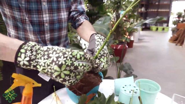 Bitkilərə necə forma verək? смотреть онлайн