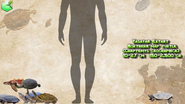 All Turtle Species Size Comparison Living Extinct смотреть онлайн