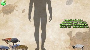 All Turtle Species Size Comparison Living Extinct