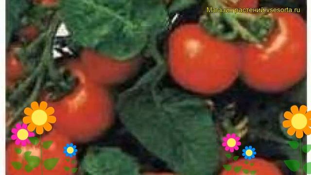 Томат обыкновенный Пиноккио. Краткий обзор, описание характеристик, где купить семена смотреть онлайн