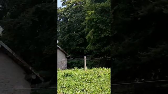 Simpatiche mucche pascolano in montagna è crea di musica unica! talenti! Tremosine, Italia. смотреть онлайн