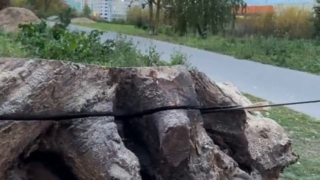 A Shocking Find In An Ancient Oak Stump