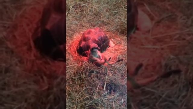 Сурикат засыпает на ходу смотреть онлайн