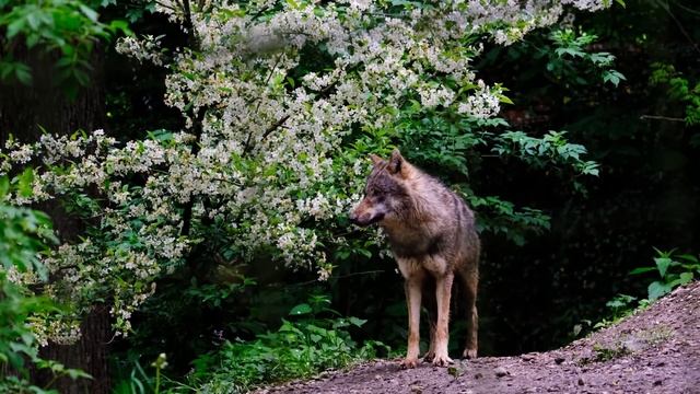 Люди доставали собаку из ямы, не подозревая, что им грозит смотреть онлайн