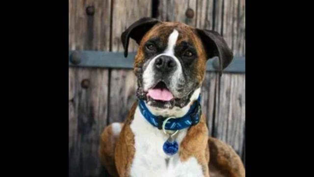 Бигль смотреть онлайн