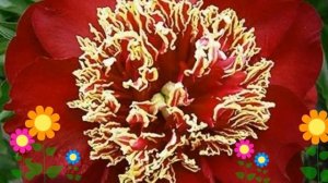 Пион молочноцветковый Charles Burgess. Краткий обзор, описание характеристик, где купить саженцы