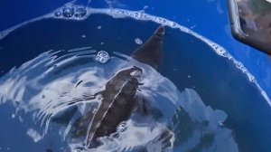 Запускаем осетра в пруд. Для чего нужен осетр в пруду?