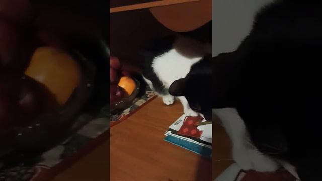 Кот ест фасоль😱😱😱 смотреть онлайн