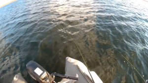 Ловля щуки на джеркбейт.Strike Pro Guppie  сделал эту   рыбалку!!!