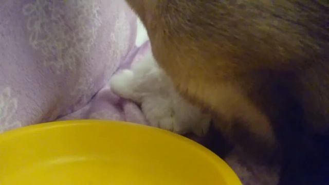 Как правильно расчёсывать кошку смотреть онлайн