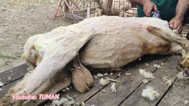 стрижка овец , супер Машинкой. быстро и удобно смотреть онлайн