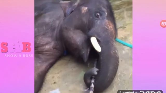 САМОЕ ПРИЯТНОЕ ВИДЕО В МИРЕ! НЕ СКАЖИ ВАУ ЧЕЛЛЕНДЖ! МОРЖ ТАНЦУЕТ!! смотреть онлайн