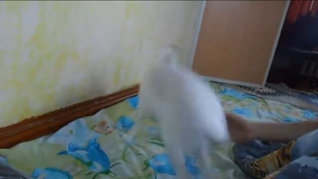 #ДикийЗаяцДома Тюмень смотреть онлайн