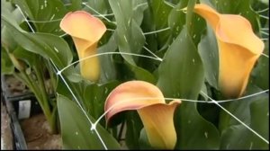 Калла, зантедеския - выращивание в евротеплице, по новым технологиям и евро стандартам.