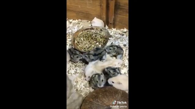 Смешные хомяки №9(хомяки из TikTok) смотреть онлайн