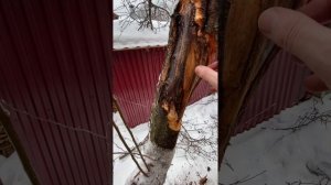 Лечение коры у старой яблони