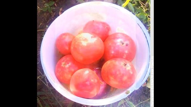 Обзор сорта помидора томата 