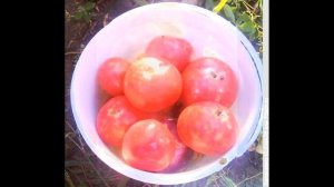 Обзор сорта помидора томата "Первоклашка" (характеристики, свойства, фото)