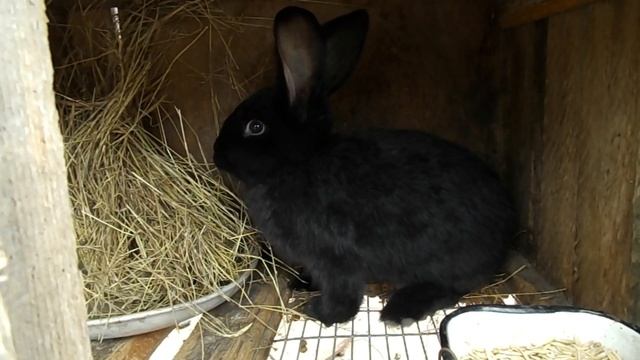 Можно ли кроликам кабачки. КРОЛИКОВОДСТВО смотреть онлайн