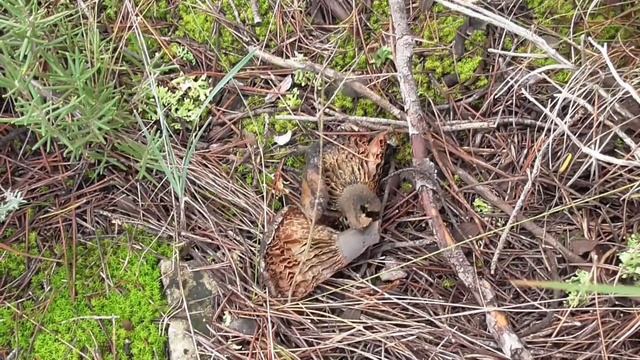 RUTA SETERA!, PRACTICANDO CONOCIMIENTOS DE MICOLOGIA смотреть онлайн