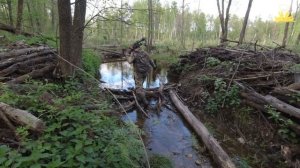 Охота на бобра весной 2020 . Охота на бобра с арбалетом или охота с луком.  @AlwaysAloneNo1