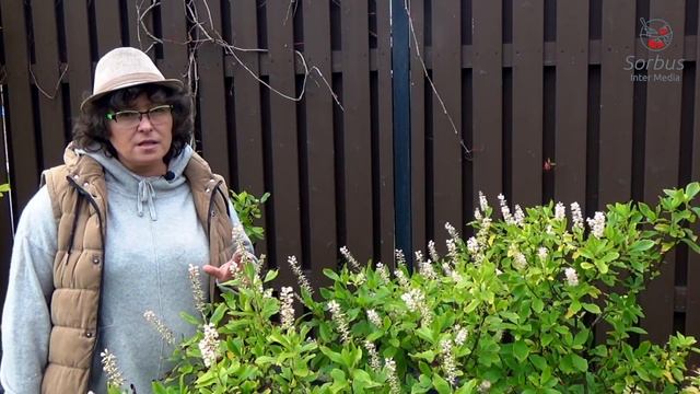 Редкие растения в наших садах - клетра ольхолистная. смотреть онлайн