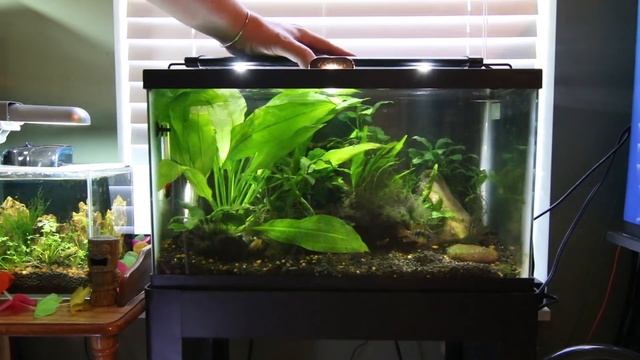 Finnex Planted + LED Aquarium Light смотреть онлайн