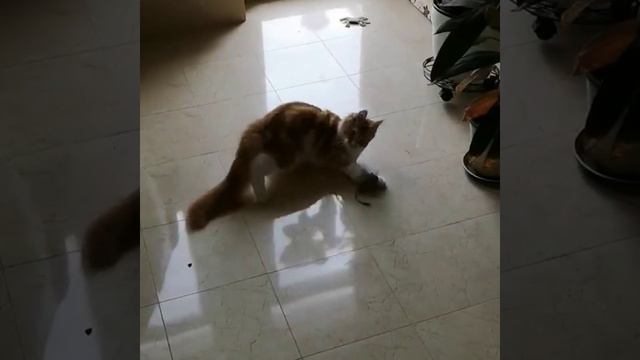 Котенок Мейн Кун Кирюша, привет от выпускника. смотреть онлайн