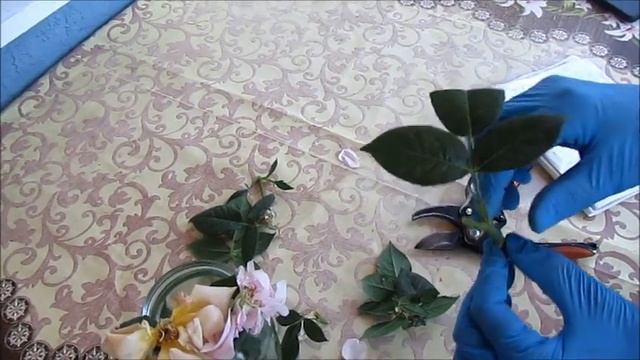 ЧЕРЕНКОВАНИЕ РОЗ.ЕСТЬ НЮАНСЫ... смотреть онлайн