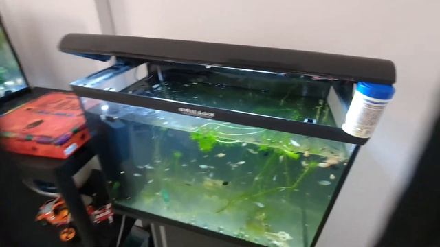 Пересаживаем гурами малька, с ведра в аквариум. Разведение гурами, выкармливание малька гурами  .