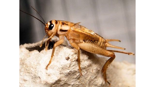 стрекотание сверчка смотреть онлайн