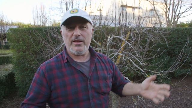 How to prune an advanced pear tree смотреть онлайн