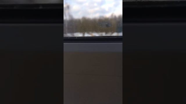 Попугай Толя крик я здесь смотреть онлайн