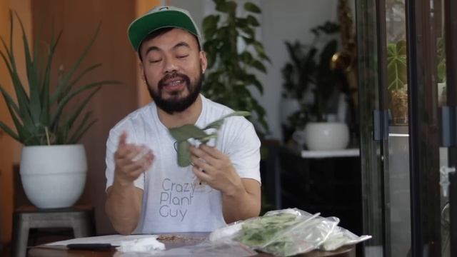 Unboxing Houseplants For The Crazy Plant Shop + Q&A Chat With Me смотреть онлайн
