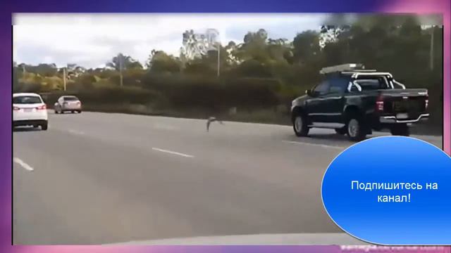 Маленькая нарезка про милых животных! смотреть онлайн