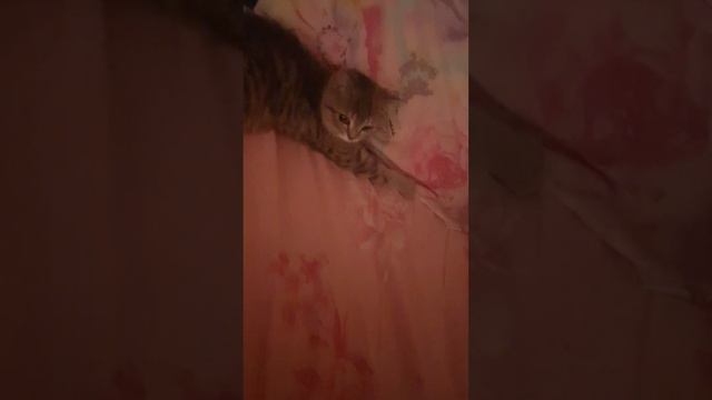 Как подружить котов. После двух недель драки. смотреть онлайн