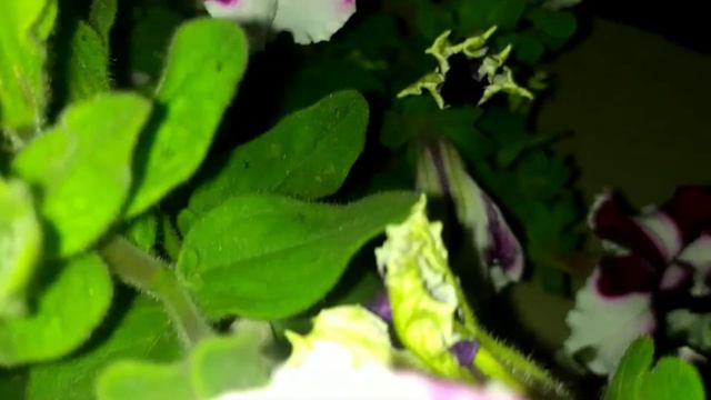 Petunia crimson #hybridpetunia