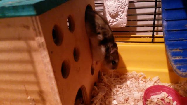 Хоробра Бусінка стрибає з 2-го поверху! смотреть онлайн