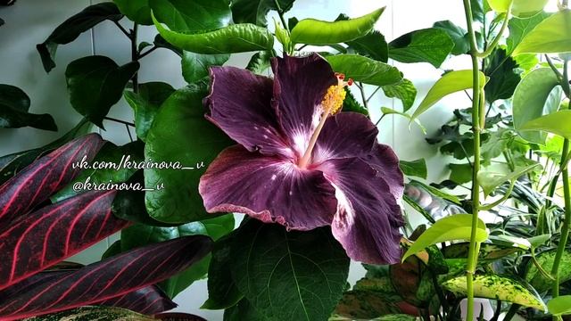 Роспуск гибискуса "Moorea road to inferno" смотреть онлайн